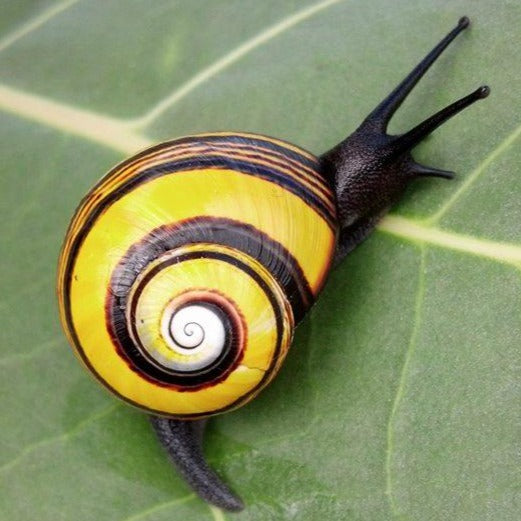 DEERDANA x Animalia Polymita Snails Full Length Hoodie
